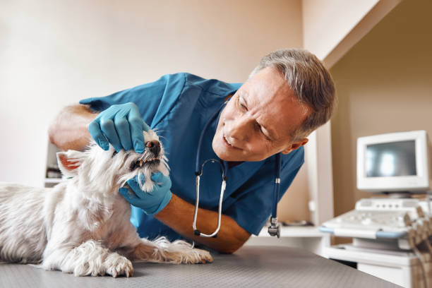 Best Walk-In Emergency Dental Services in Mclendon Chisholm, TX
